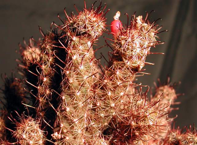 Mammillaria yaquensis (1).jpg